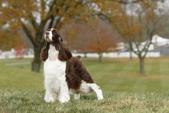 BVIS, MBISS GCH CROSSROAD CROWNROYAL MIRACLE, BN, CD, RN, OAP, OJP.  Bloomie forever in my heart.  2004-2016

