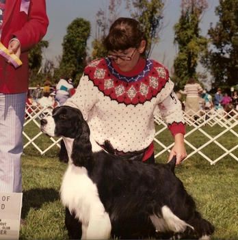 'STUFFY' CH. CROSSROAD LORDILLEA BIGTIME (Ch. Eldemar's Wil-Orion's Epic and Lordillea's Graphic) Stuffy was co-owned with Sue Barrett and co-bred with Ruth Ferm. Stuffy was from my second litter named after cookies. He was Double Stuff. Stuffy finished his championship in one weekend. He was sparingly specialed by his co-owner.
