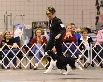 "EMMIE" CH. CROSSROAD WIL-ORION'S EMOTION, CD,RN, OA, AXJ Emmie and Brittani dazzled them at ESSFTA Nationals "Denim and Diamonds" Veteran Classes in 2008. Emmie and Brittani went 2nd in the 9-11 class in ESSFTA and Dallas-Fort Worth ESSC Specialties.
