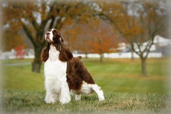 "BLOOMIE" BVIS MBISS AM/CAN GCH CROSSROAD CROWNROYAL MIRACLE BN, RN, NA,NAJ, OAP, OJP
