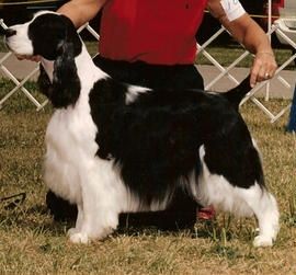 "ELLIE" CH. WIL-ORION'S ELITE FORCE, OA (Ch. Wil-Orion's Initial Choice and Ch. Legendary's Promises Promises) Ellie was bred and co-owned with Janice Johnson. Although Ellie was bred only once, she produced 2 champions out of this litter. Ellie was also my first agility dog and she taught me all the ropes.
