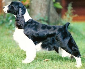 "FRANNIE" CH. LORDILLEA'S FRANSERIA (Ch. Jester's Jack In The Box and Lordillea's Graphic) Co-owned and co-bred with Ruth Ferm. Frannie produced 5 champions in 2 breedings.
