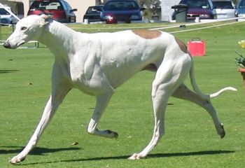 Ch Jonz Kiss Me Quick ( Xilone Loy LoganX Ch Jonz French Kiss) Jude was shown to his Title by Vicki Portelli In Perth
