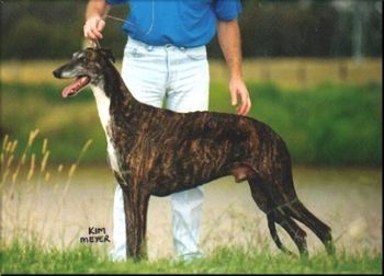 Ch Jonz Obsession ( Ch Huzzah The Voyageur Imp USA x Ch Huzzah Downsbragh Orca Imp USA)
