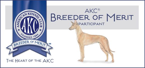 AKC Breeder of Merit - Bronze