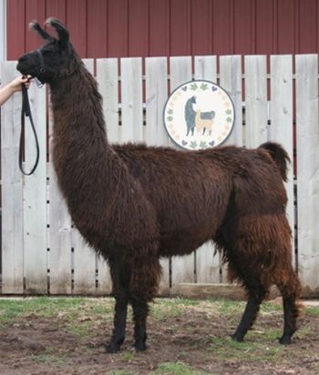 2005 ALSA Grand Nationals 2nd Place 2yr old Medium Wool Female Wheatfield's Miss Elegance
