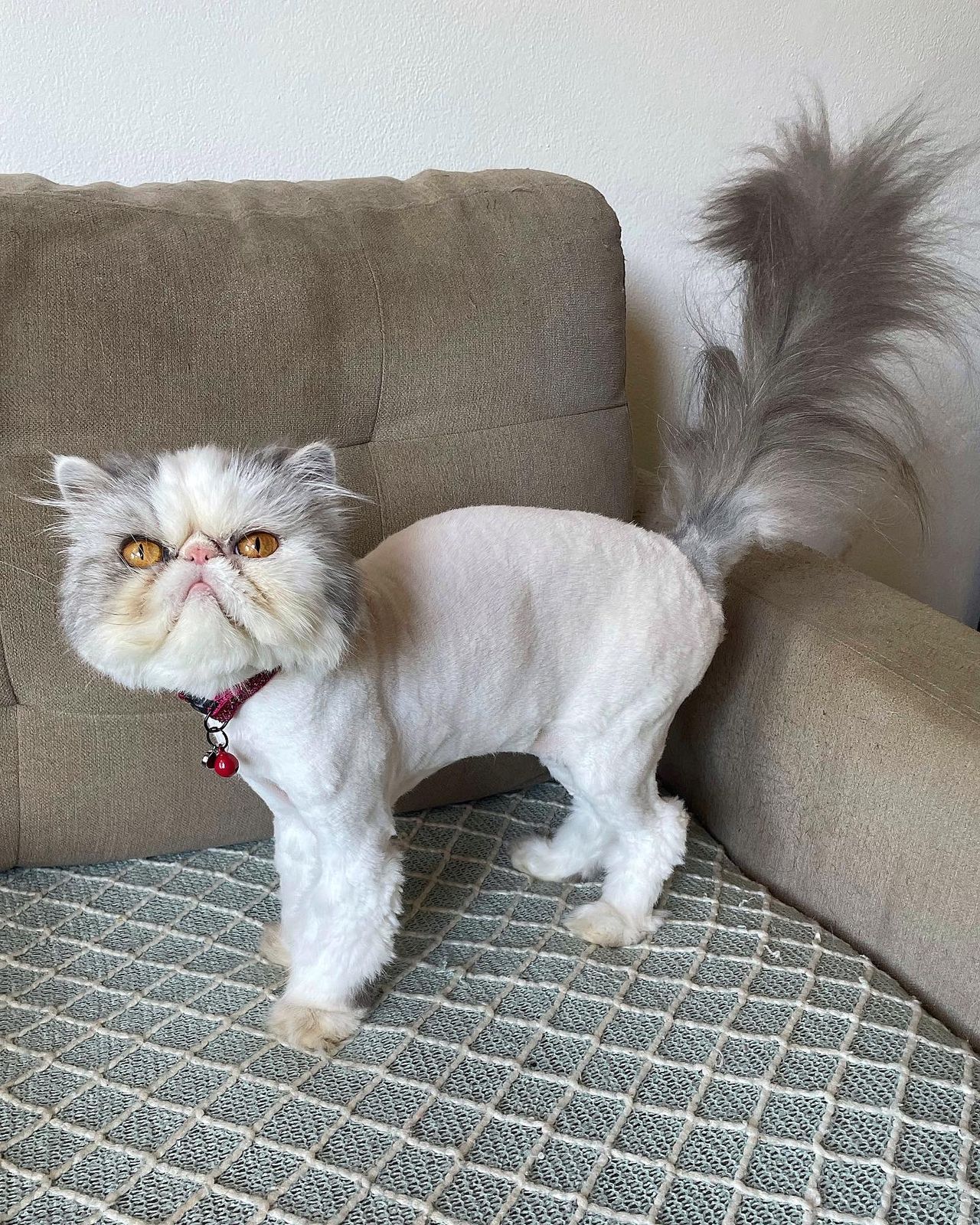 Shaving a store persian cat