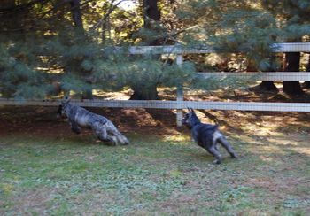 Tessa chases Zorro Oct 2008
