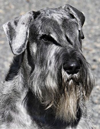 Pepper & Salt Giant Schnauzers - Puppies