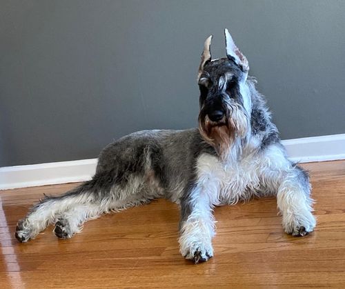 Salt and pepper giant sales schnauzer puppies for sale