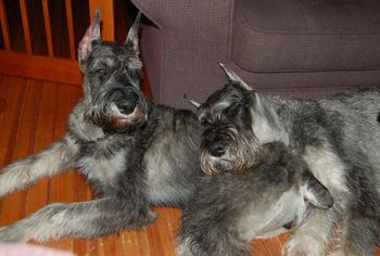 Tessa & Zorro after a hard day playing 12-3-08
