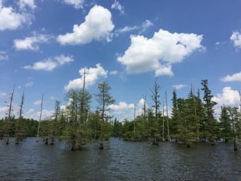 Forest In A Lake
