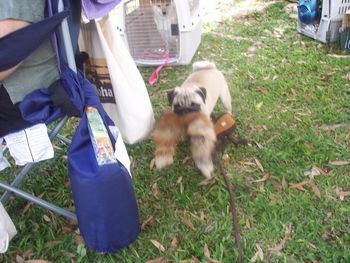 Another Shot of Bonnie and her Raccoon tail at the Hilo Fun Match.. Check out the Shiba Inu in the Kennel behind Bonnie. This is Kumu a young male.

