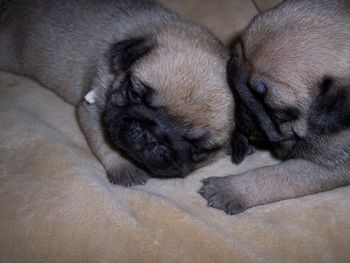 18 days old. In those days Vito was known as "white boy"
