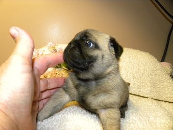 Bonnie's little girl. 4 weeks old
