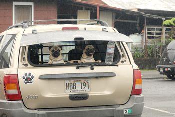 Vito and Brother Shen just hanging out in the back of the truck watching whatever boys watch......girls of course!
