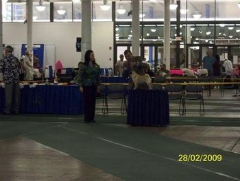 Shackie handled by Mario Legnaro, on the table ready to be examined by respected Judge: Mrs. Debbie Campbell
