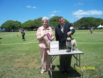 New American Champion Saxten Bonica, CGC Title obtained on August 15, 2009 at West Oahu Kennel Club Show. Many thanks to Judge Krogh and expert handling by Mario Legnaro.
