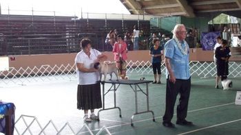 Ch. Saxten Shackelton, 10-3-09 on the table, Terry Handling in Group. Hilo, Hawaii
