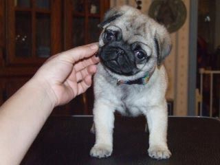 Bella as a pup about 8 weeks old. Totally lovely.
