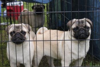 Canada as a pup. Bella on the right. The pug on the left is Paris who is Bella's full litter sister. Both are suppose to be resting before ring time. Looks like they are watching all the activities.
