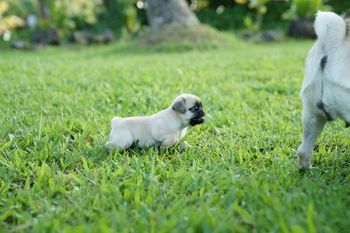 "Elvira", 7 weeks old. This little lady is a Bella/Boo Daughter. Elvira was born a singleton and has been given great opportunities at a young age with socialization. Consequently, this little puppy behaves very maturely.
