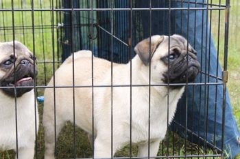 Canada as a pup. Bella on the right, Paris on the left.
