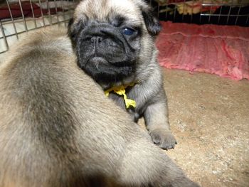 This pup was "yellow girl" at birth and my pick of the litter. My beautiful Yujah! Lujah is co owned with Sarah & Kevin Woodworth of Templegate pugs. also called "Luigi-Luigi" & ""Loppy Pop" & "Lolly". She is much loved, very spirited and beautiful. We believe Lujah is a Special. Stay tuned on this one.
