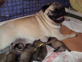 Bella's pups (2 days old): Left to right 1. Pruple girl 2. Red girl 3. Yellow girl 4. Boy
