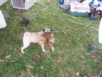 Sweet Saxten Bonica. The apple of her moma's eye. Here we are at the Hilo Fun match & Bonnie decides to have a go at it at her favorite Raccoon tail. Bonnie won Best Puppy at that show. Bonnie drags this Raccoon tail with her when we go on walks..."whats your dog got in her mouth there. Lady?"
