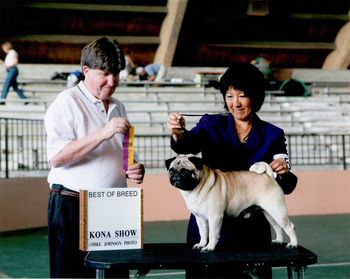 AM.CH. Boletini Bizzy Pug, CGC aka: Shang Tu, Shaolin's first male. Shown by: Pam Mizuno Hilo, Hawaii October 5, 2008 Shang boy is much loved and retired from the show ring as well as obedience trials due to a back injury. But this does not mean the ol boy can not take one on for a full romp through the house and yard.
