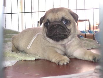 45 days old. Vito is starting to come into his own. A handsome boy.
