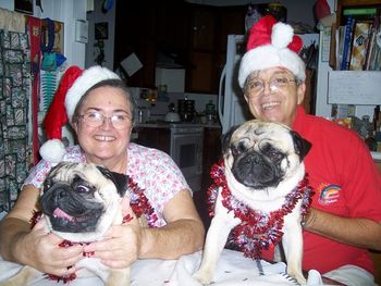 Mr. & Mrs. Santa and their beloved pugs. Shackie boy to the left and Shang to the right. Shang is not too happy about all this.. it is past his "greenie" time.
