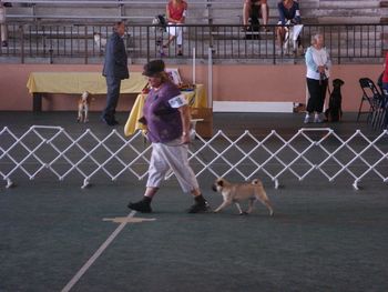 Jada at 8 months old. Hilo show four point major. check out her movement here and the reach and drive. nice.
