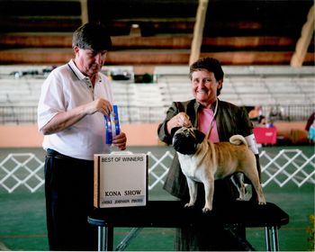 Saxten Shackelton, Oct. 5, 2008, KKC Kona show. Best of Opposite. 3 point Major Win. Shown by Deb Kent, Thanks Deb for your work with this gentle little man.
