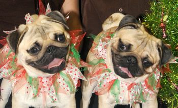 The boys first Christmas.. Vito on the left and Shen or the right. They started out as pups looking totally different. Now we have a hard time telling them apart. Their mom is AM.Ch. Saxten Bonica and Sire is AM./Can. CH Kildare's Lord Maximus Thrax. Like their mom and dad they both have incredible expression with a lot of vivid facial detail. These are 9 month old pups.
