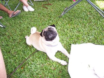 Spring 2008, Shang Tu. "enough classes already1, cant a pug have a little fun?"
