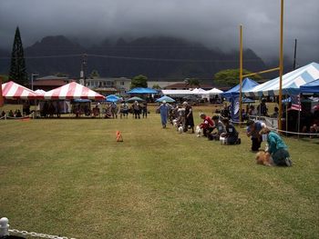 Boletini Bizzy Pug, Spring 2008, Windward Oahu, Kaneohe Show. shown here 5th down the line in Toy Group judging & being looked at by Judge. Shang placed 3rd in Toy Group today.
