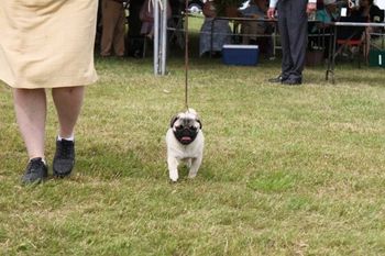 Bella and handler in Canada as a pup.
