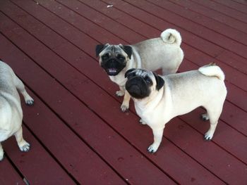 Jada and Momi on deck. compair the two and note Jada's short back. Momi comes over on Saturdays to visit, play with the pups and get a pedicure. We love her visits.
