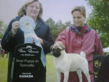 Bella, Best Puppy at the Canadian Pug Specialty in Ottawa, Canada
