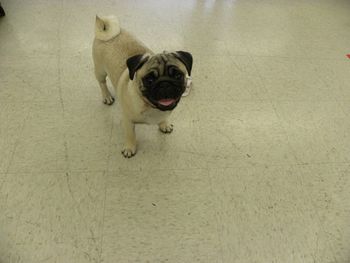 Jada at 4 months old. A lot of Head on such a little girl!
