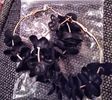 Gold Hoop Earrings With Black flowers