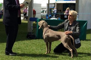 wining Yearling at Windsor Champ 2014
