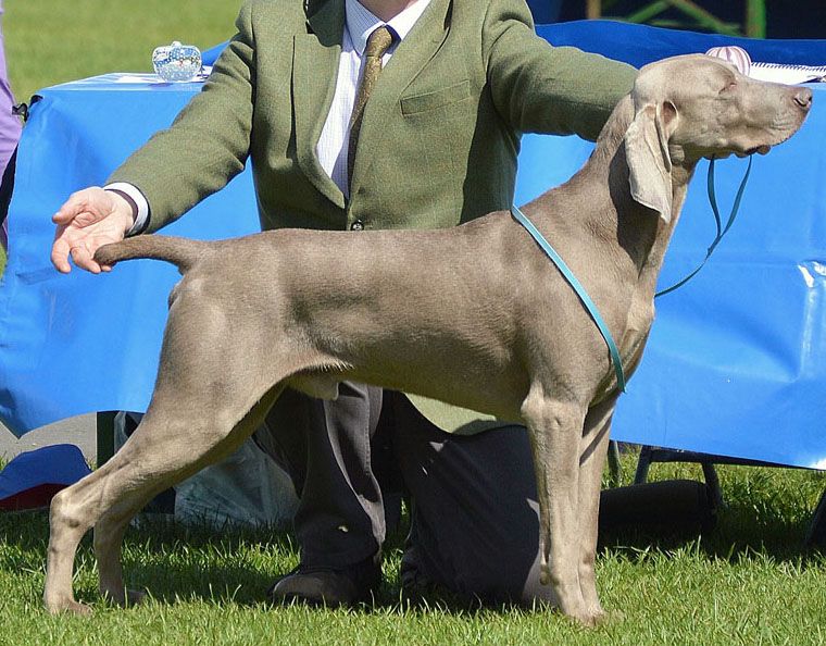 Weimaraner show store