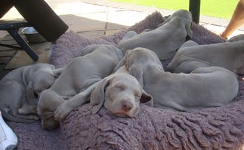 puppy pile
