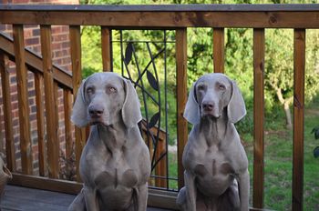 Gus and Tilly aged 2 and 5
