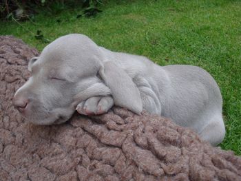 Dozing in the garden
