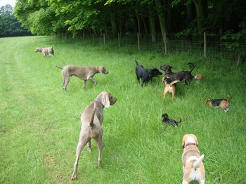 Fun in the dog field at home.
