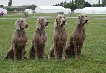 Mum and dad, son and daughter
